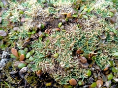 Agrostis muscosa