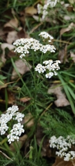 Achillea millefolium