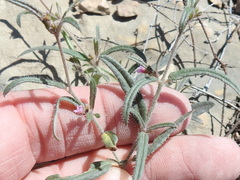 Boerhavia linearifolia