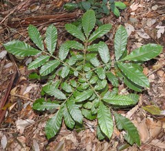 Davidsonia jerseyana