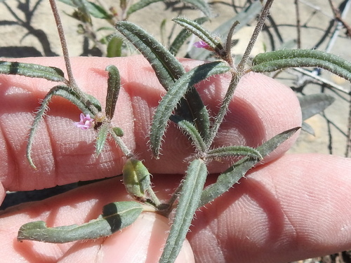 Image of Boerhavia linearifolia by (c) Sam Kieschnick, some rights reserved (CC BY)