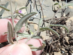 Boerhavia linearifolia