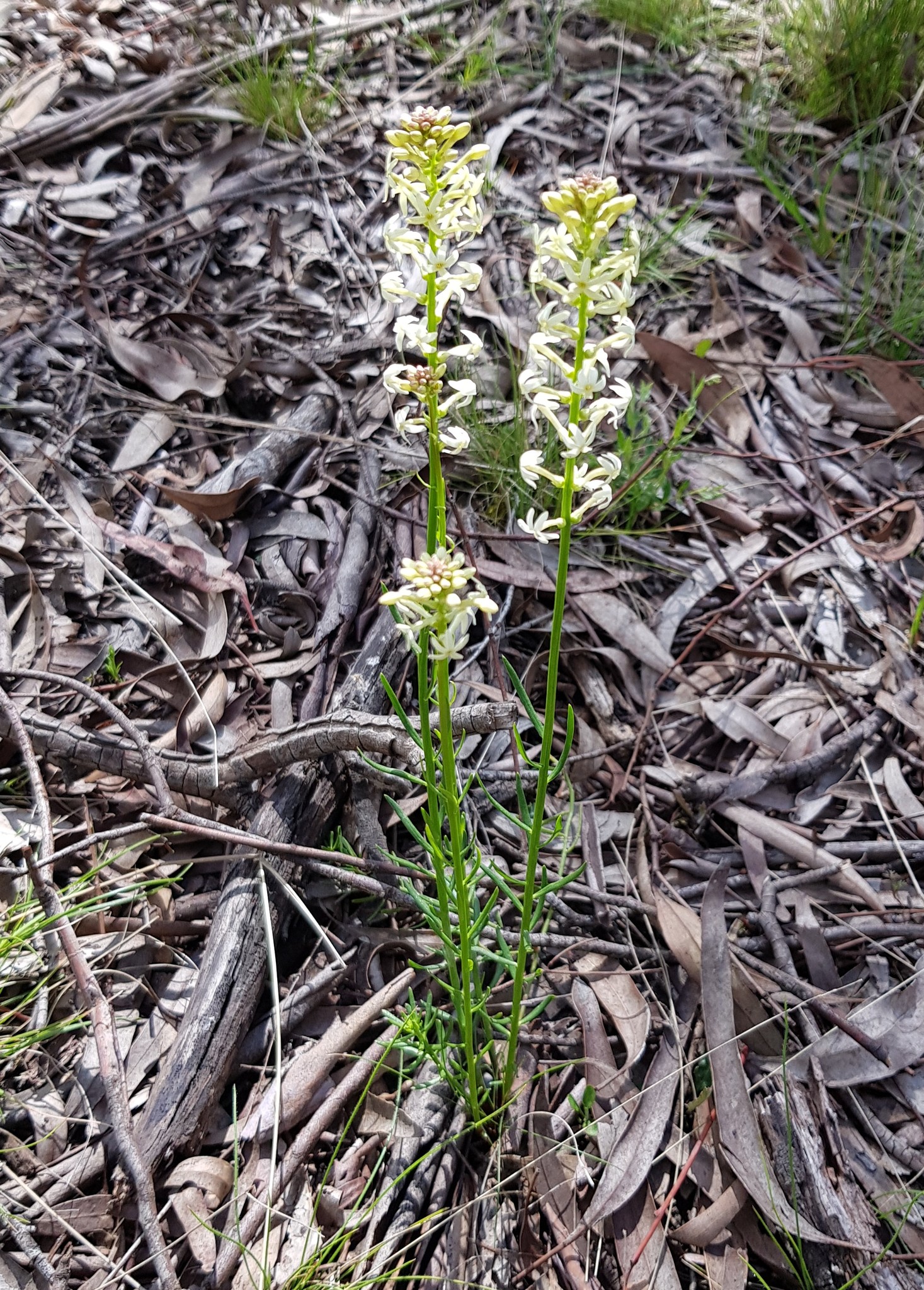 Stackhousia