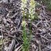 Stackhousia - Photo (c) happy_wanderer, alguns direitos reservados (CC BY-NC), uploaded by happy_wanderer