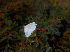 Campaea margaritaria