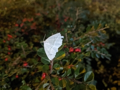 Campaea margaritaria