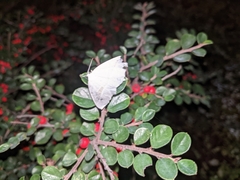 Campaea margaritaria