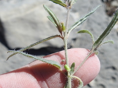Boerhavia linearifolia