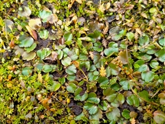 Ranunculus royi