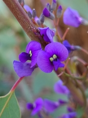 Hardenbergia