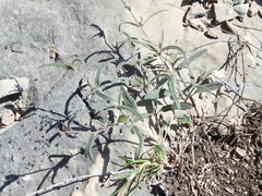 Boerhavia linearifolia