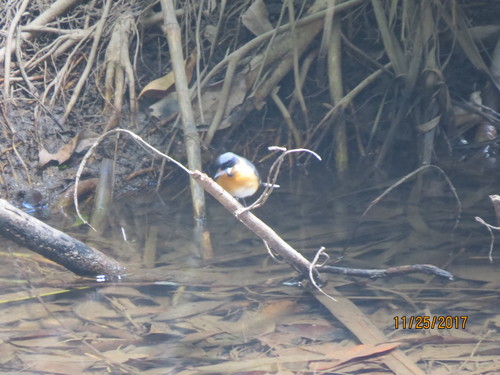 Symposiachrus trivirgatus