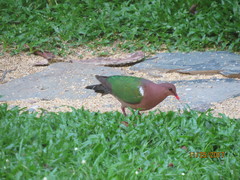 Chalcophaps longirostris