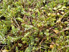 Pimelea prostrata ventosa
