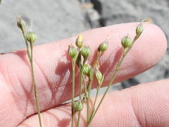 Linum rupestre