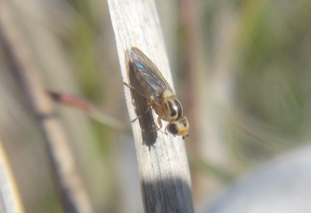 Chlorops hypostigma