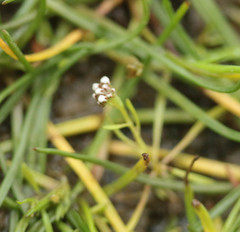 Corrigiola litoralis