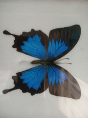 Papilio ulysses