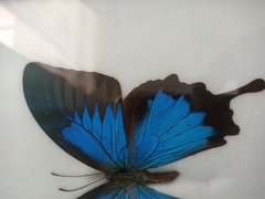 Papilio ulysses