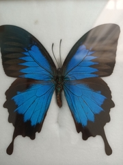 Papilio ulysses