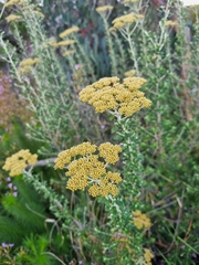 Ozothamnus obcordatus