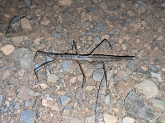 Pachymorpha spinosa