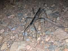 Pachymorpha spinosa