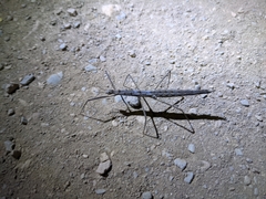 Pachymorpha spinosa