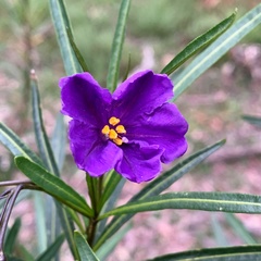 Solanum linearifolium