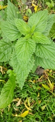 Urtica dioica