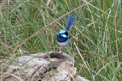 Malurus cyaneus cyaneus