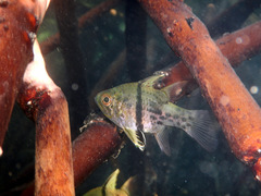 Sphaeramia orbicularis