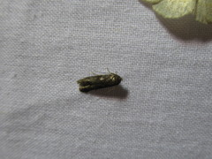 Blastobasis phycidella