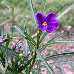Solanum linearifolium