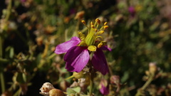 Fagonia capensis