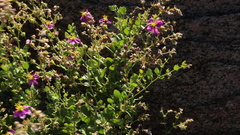 Fagonia capensis