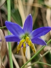 Dianella longifolia longifolia