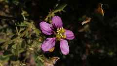 Fagonia capensis