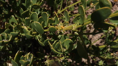 Fagonia capensis