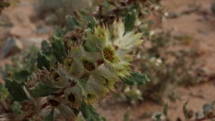 Forsskaolea hereroensis