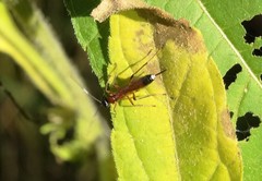 Agrothereutina
