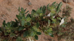 Forsskaolea hereroensis
