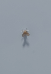 Clogmia albipunctata