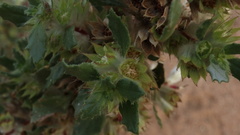 Forsskaolea hereroensis