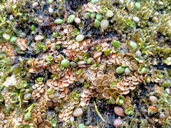 Epilobium komarovianum