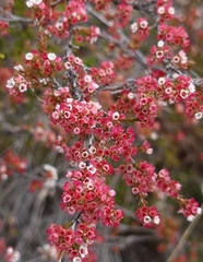Micromyrtus sessilis