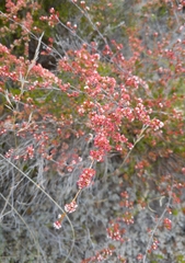 Micromyrtus sessilis