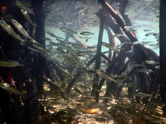 Atherinomorus lacunosus