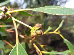 Eucalyptus johnstonii
