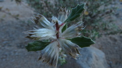 Forsskaolea hereroensis